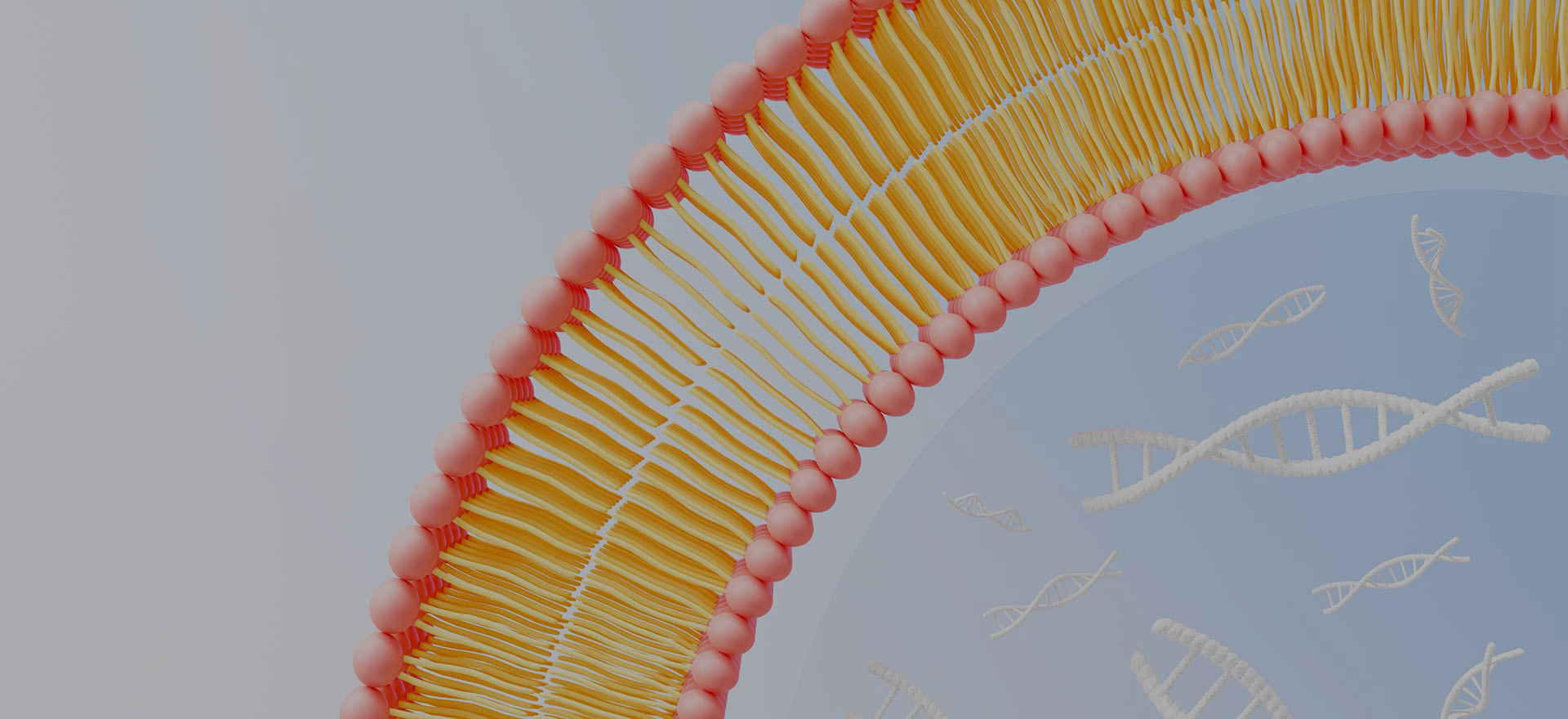 Pourquoi choisir LiposoMore?