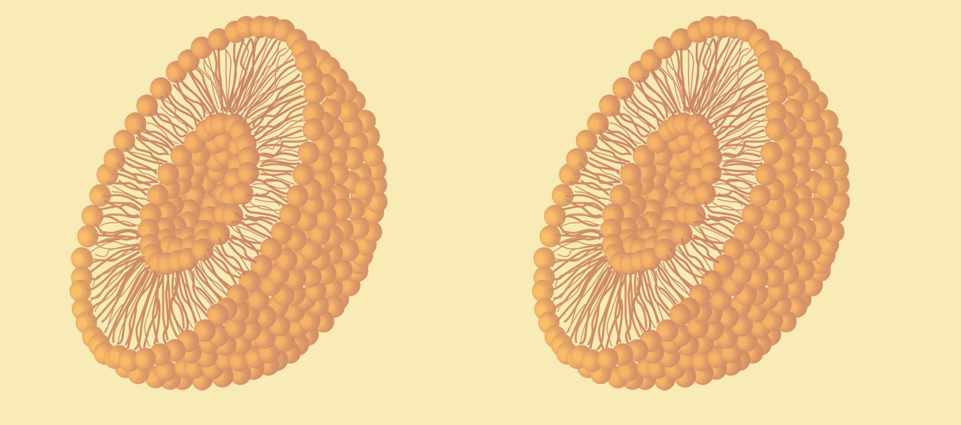 Vitamine Liposomale B2
