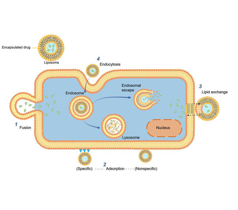 Ciblage et libération soutenue