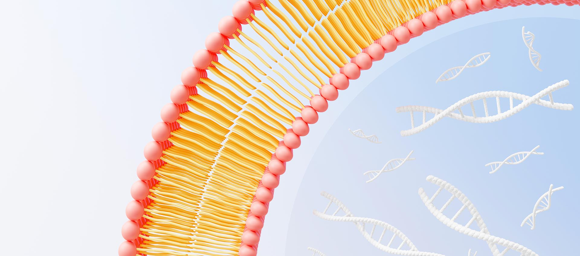 Acide folique liposomal