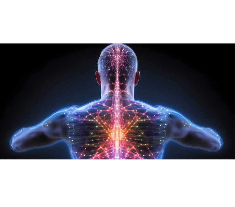 Favorise la santé du système cellulaire et nerveux