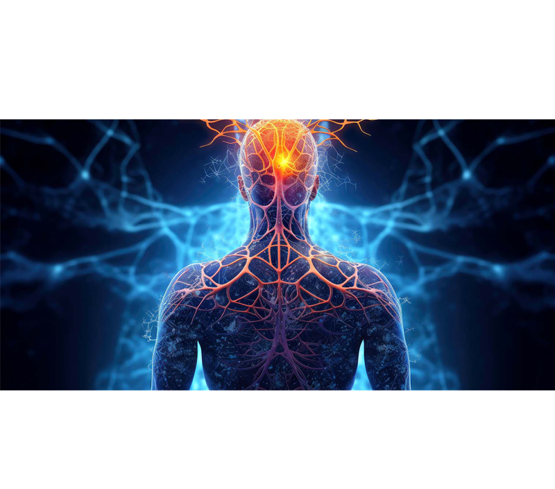 Soutient la santé du cerveau et du système nerveux