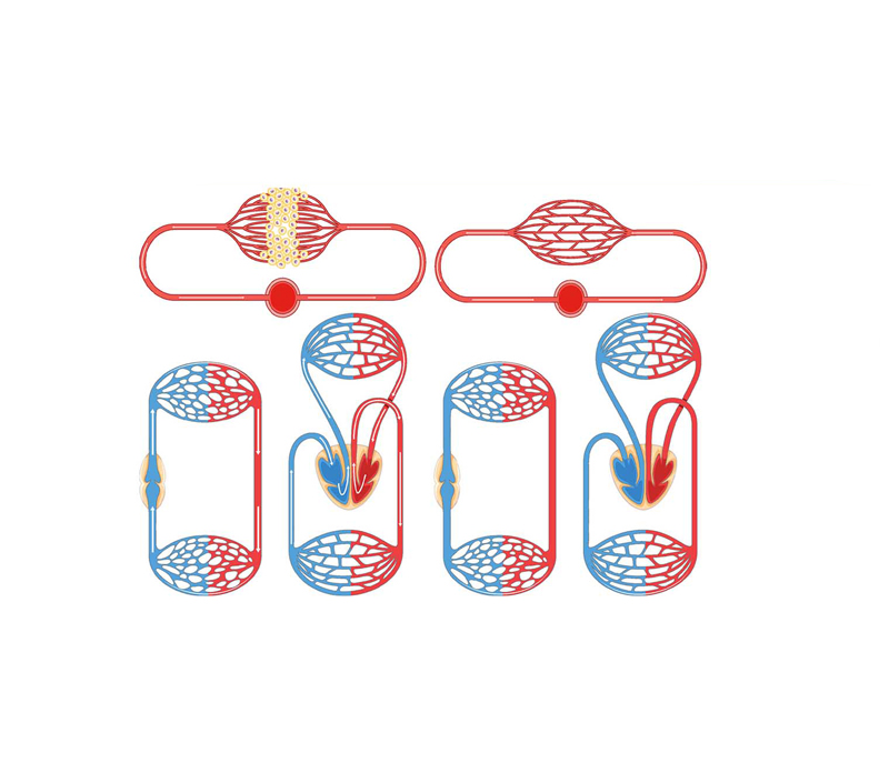 Soutient l'énergie et la fonction mitochondriale