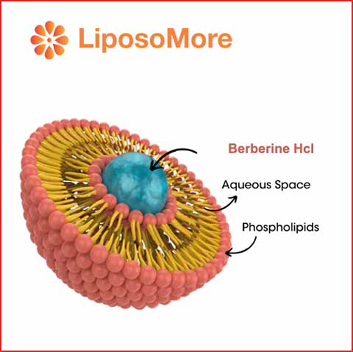 berberine liposomal
