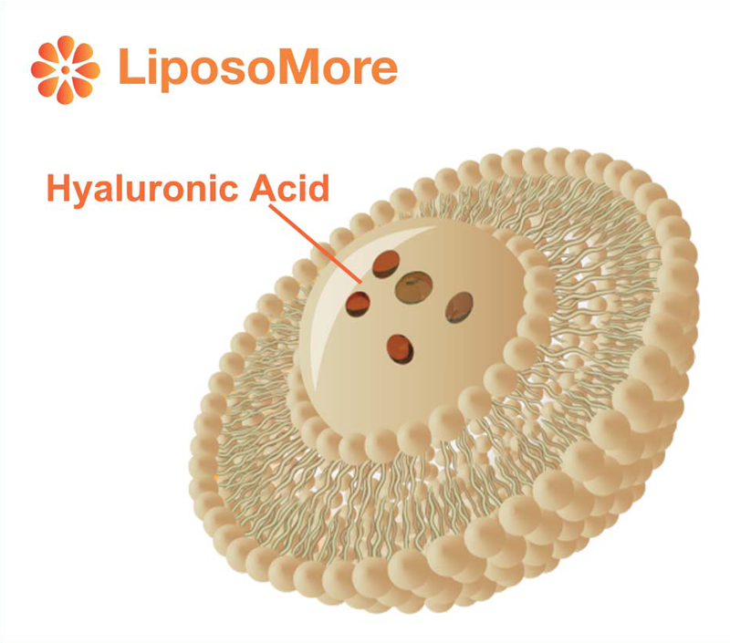 Absorption et biodisponibilité améliorées