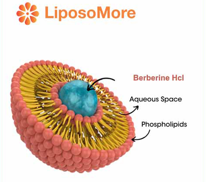 Soutient le cholestérol et la santé cardiovasculaire
