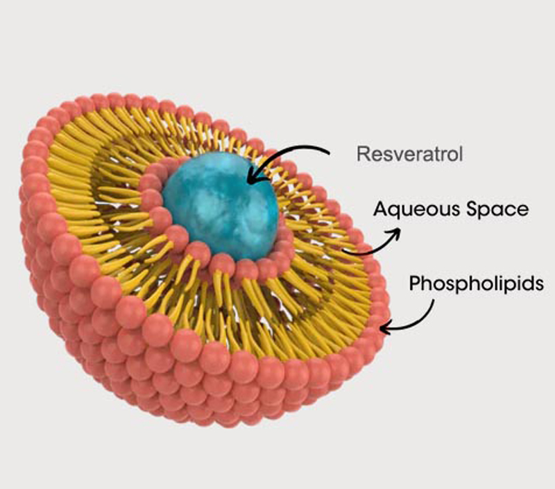 Protection anti-âge et cellulaire