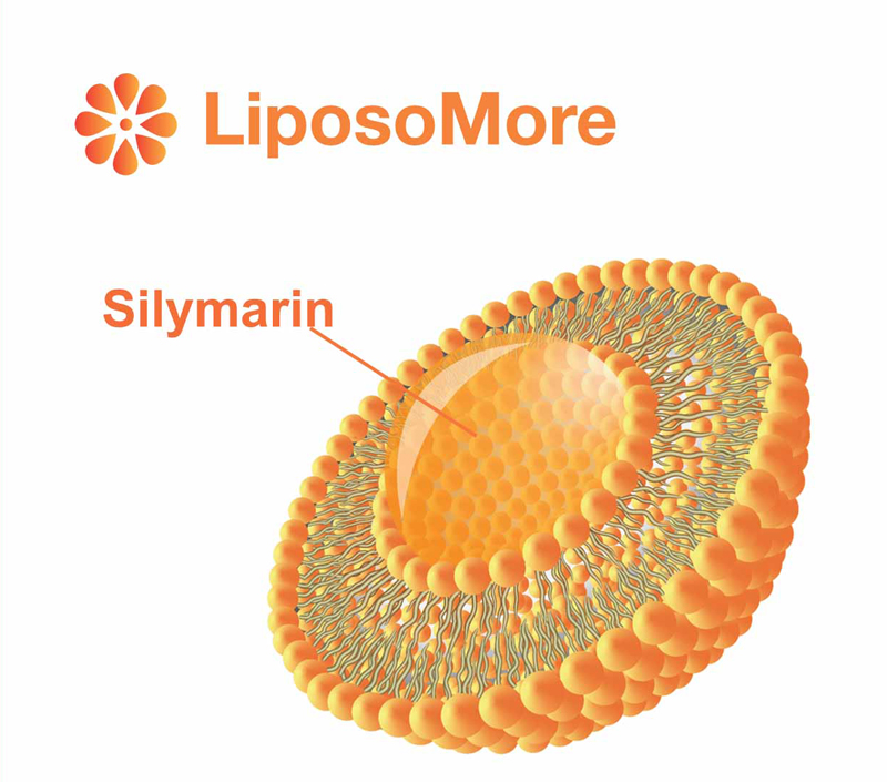Biodisponibilité améliorée et absorption cellulaire