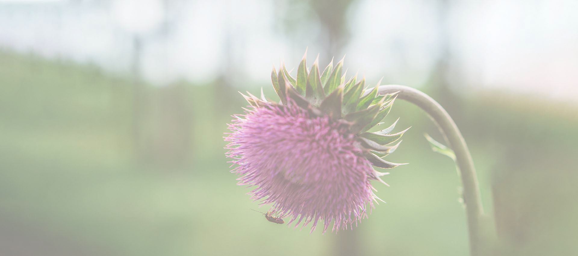 Silymarine liposomale