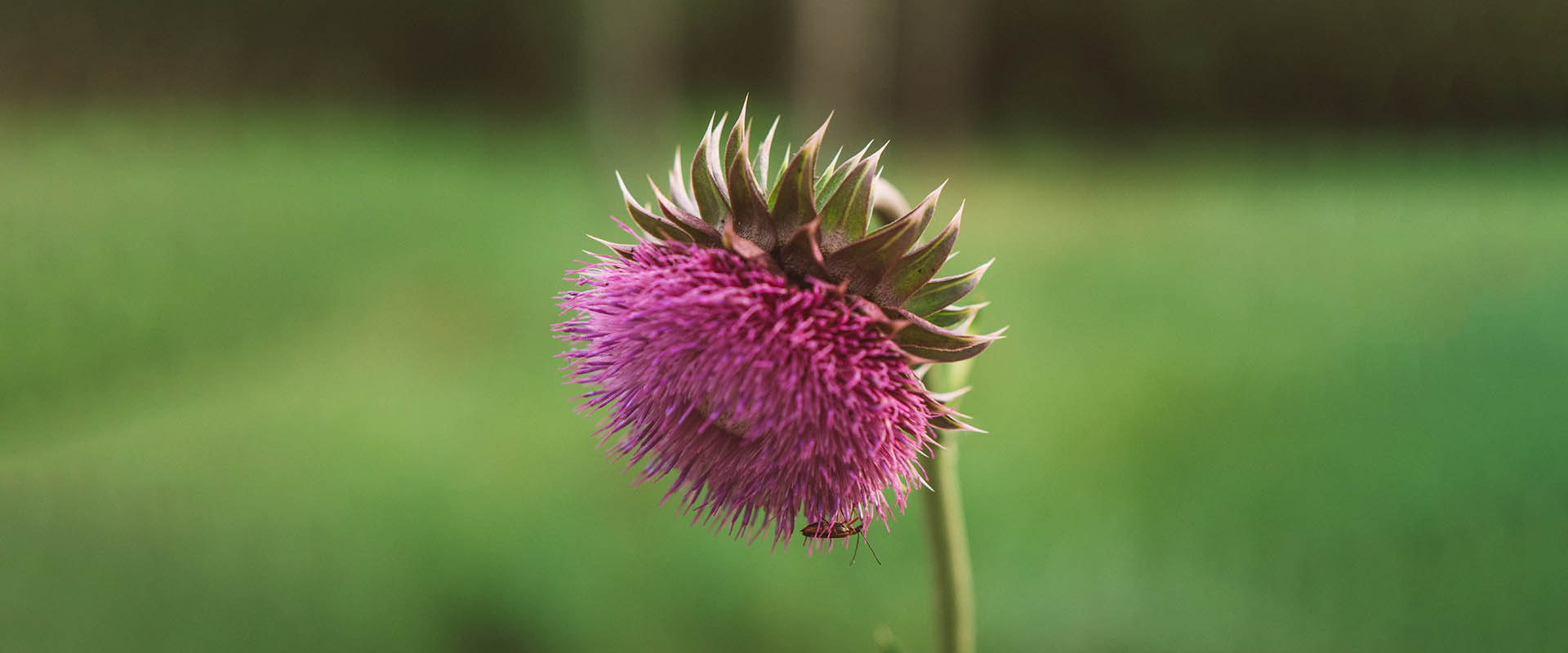 Caractéristiques de la silymarine liposomale