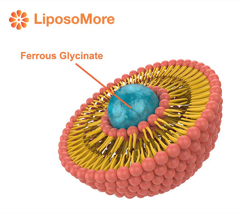 Biodisponibilité considérablement améliorée pour une supplémentation efficace