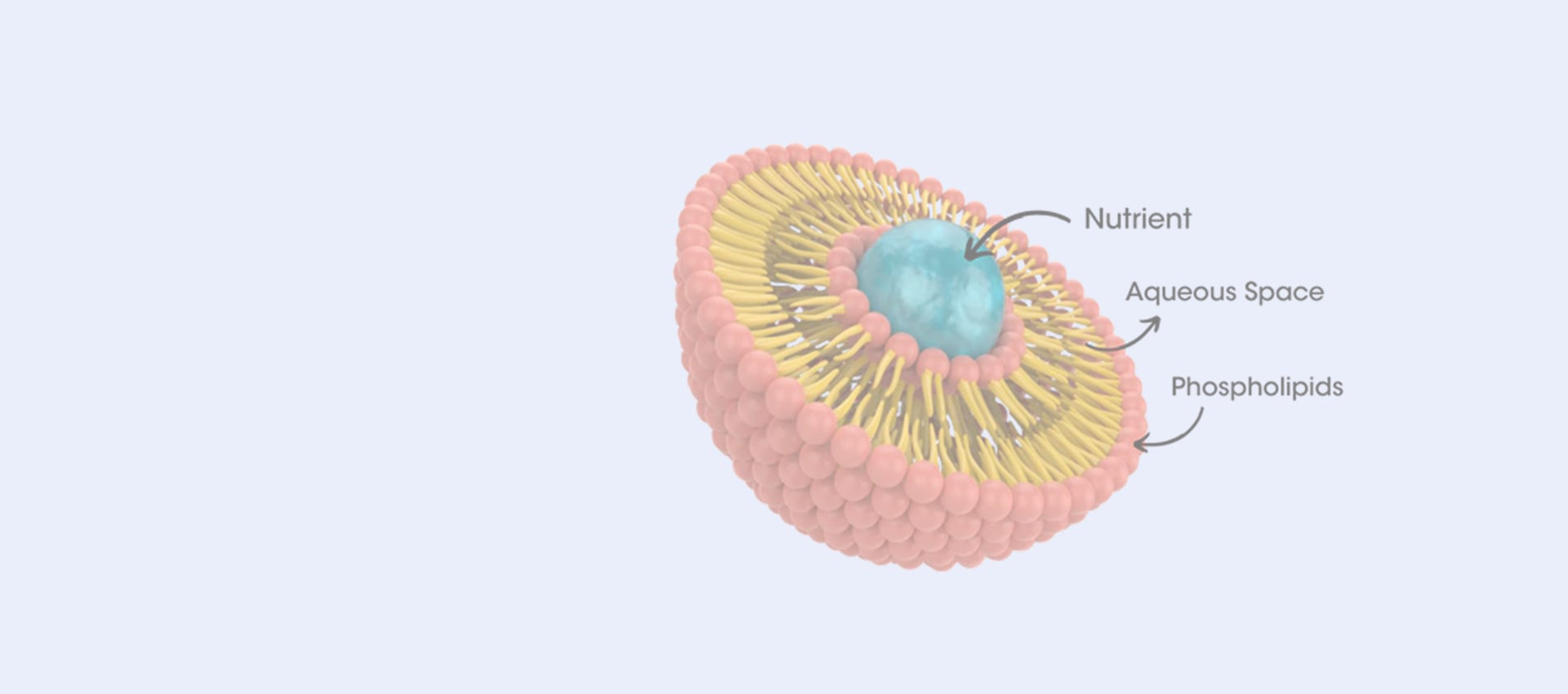 Resvératrol liposomal