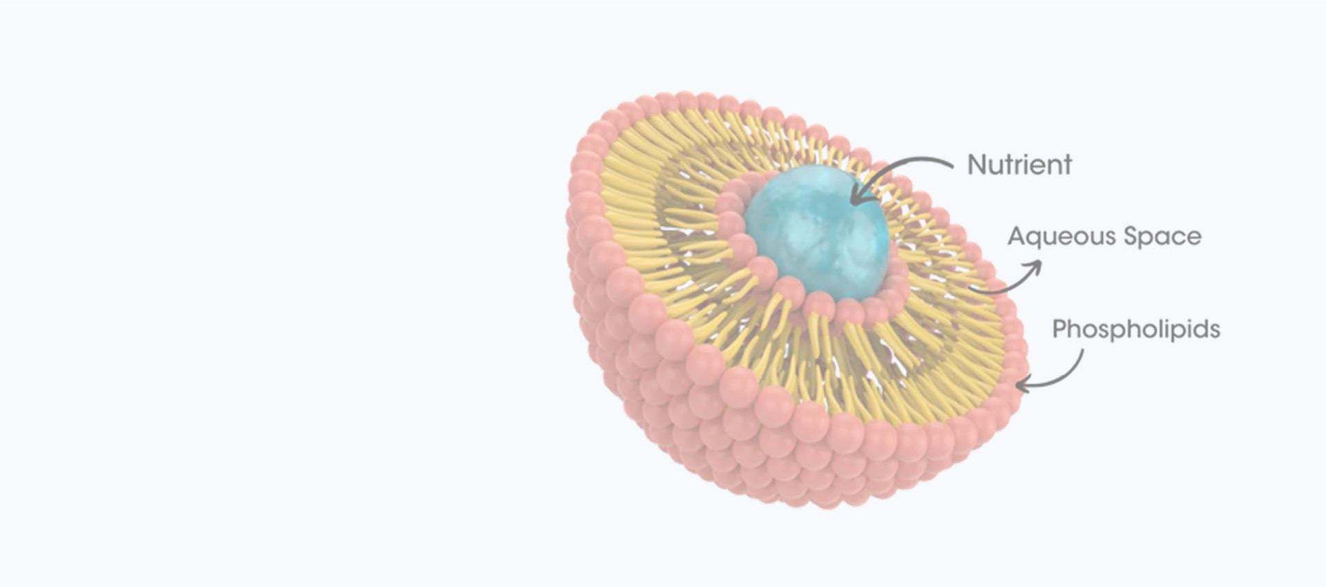Curcumine liposomale