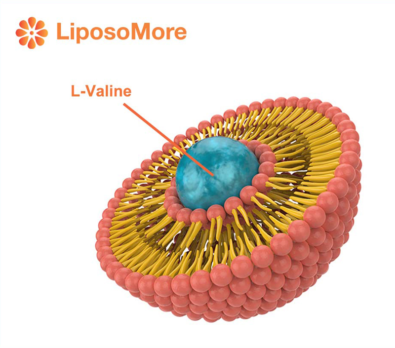 Absorption supérieure via la livraison liposomale