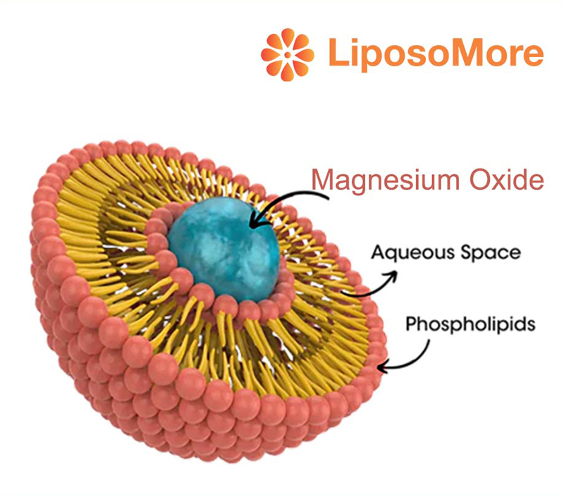Soutient le métabolisme énergétique et la fonction musculaire