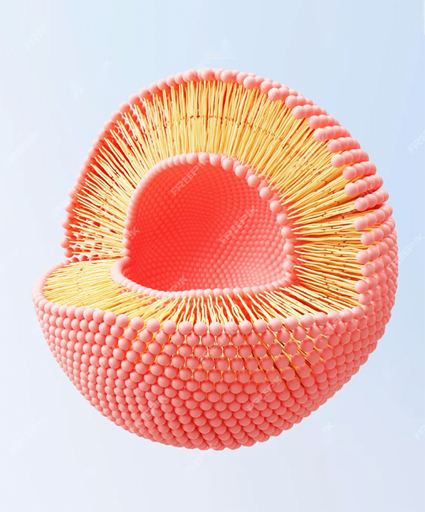 Qu'est-ce que Liposomal?